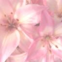 Pinku Café Discord Server Banner