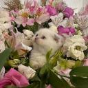 Bloom ♡⸝⸝ Discord Server Banner