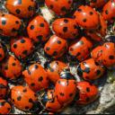 The Hive Discord Server Banner