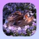 Deer Sanctuary🌷 Discord Server Banner