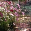 Bloom Discord Server Banner