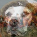 lolllllerini Icon
