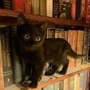 Steal a brainrot Discord Server Banner