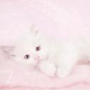 SAFE 🍼 Discord Server Banner