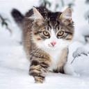 The Scarce Alps Discord Server Banner