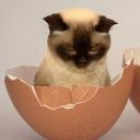 Cat Eggs Discord Server Banner