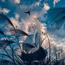 Kokoro Discord Server Banner