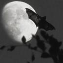 Midnight Critters Discord Server Banner