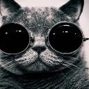 движение за освобождение котов Discord Server Banner