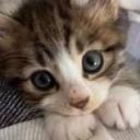 BlazedCat 😺 (18+ | Sfw) Discord Server Banner