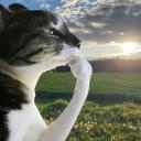 meow Discord Server Banner
