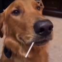 Os peludos Discord Server Banner