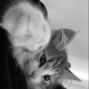 Aurora Flores Chatting Server! Discord Server Banner