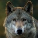 Черкашня 🐺 Discord Server Banner