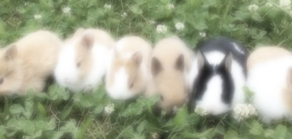 🐇✧ What we offer