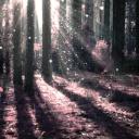 ✧･ﾟ: Elder Forest :･ﾟ✧ Discord Server Banner