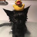 ᴛʜᴇ ᴅᴜᴄᴋʏ ʟᴏᴜɴɢᴇ Discord Server Banner