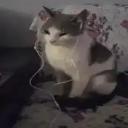 The Maulers Discord Server Banner