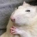 The Rat Kingdom 🐀 Discord Server Banner