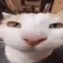 kaszebepya Discord Server Banner