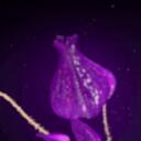 @ 𝖬𝗎𝗋𝖺𝗌𝖺𝗄𝗂.⋆❀° Discord Server Banner