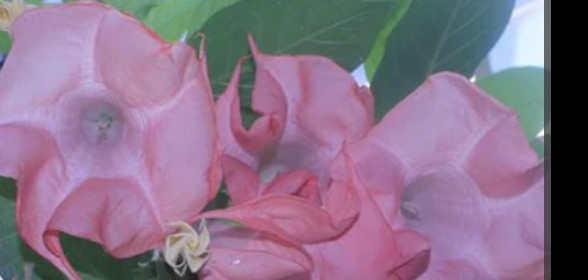 We Love Brugmansia Here!