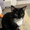 The Foster Nest Discord Server Banner