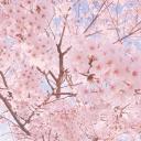 Blossom Café 18+ Discord Server Banner