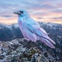 RAVEN Discord Server Banner