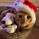 Under Discord Server Banner