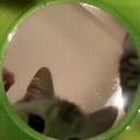 kitys Discord Server Banner