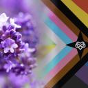Levendula Mező Discord Server Banner