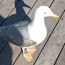 Comunidad gaviota Discord Server Banner