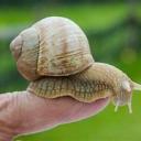 Die Geilen Schnecken Icon