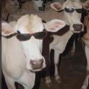 Moo-tation Station Discord Server Banner