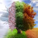 Vivaldi Discord Server Banner