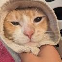 /cheddar Discord Server Banner