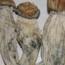 1MushyCity Discord Server Banner