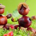 Kasztany Discord Server Banner