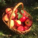 🍎 ʙᴀꜱᴋᴇᴛ ᴏꜰ ᴀᴘᴘʟᴇꜱ 🍎 Discord Server Banner