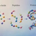 Peptide research and wellness Discord Server Banner