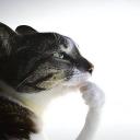 sillygoatfr Discord Server Banner