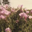 soul haven Discord Server Banner