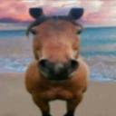 The Horse Discord Server Banner