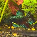 Betta Tea Discord Server Banner