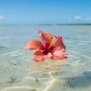 Papaya Discord Server Banner