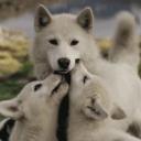 The Wolves of the Great Beyond Discord Server Banner