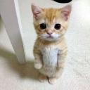 KITTY PIES Discord Server Banner