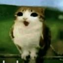 Steal a brainrot Mr..meowl Icon