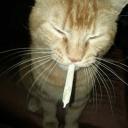 Starks ¦ Community Discord Server Banner